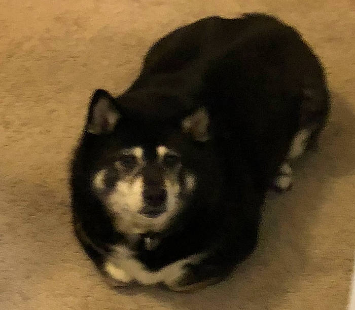 Cocoa is registered to the contest to win money with this photo: art, bear, canidae, carnivore, companion_dog, dog, dog_breed, fur, snout, sporting_group, tail, terrestrial_animal, tints_and_shades, visual_arts, whiskers, wildlife, working_dog