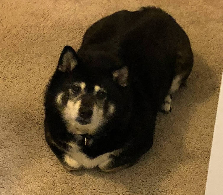 Cocoa is registered to the contest to win money with this photo: ancient_dog_breeds, bored, canidae, carnivore, companion_dog, dog, dog_breed, fur, german_spitz_mittel, non_sporting_group, shadow, snout, sporting_group, tail, terrestrial_animal, working_animal, working_dog