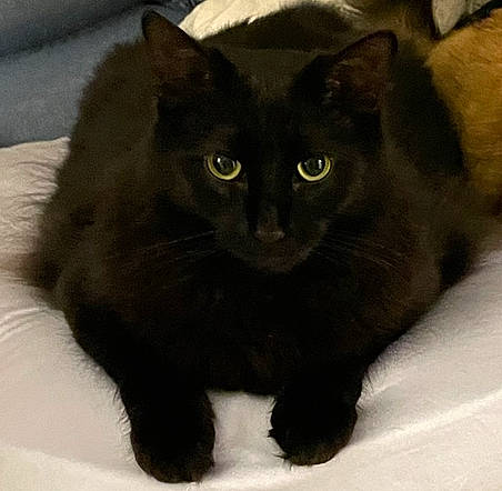 Kasper joined the competition — help win amazing prizes! black_cat, bombay, carnivore, cat, claw, domestic_short_haired_cat, eye, felidae, fur, head, small_to_medium_sized_cats, snout, tail, terrestrial_animal, whiskers, window