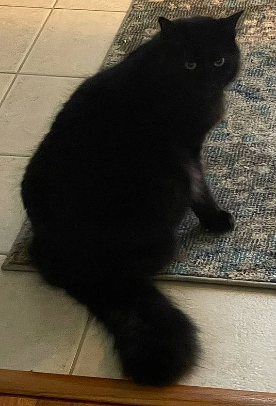 Kasper joined the competition — help win amazing prizes! black_cat, bombay, carnivore, cat, claw, domestic_short_haired_cat, felidae, flooring, fur, paw, road_surface, shadow, small_to_medium_sized_cats, snout, tail, terrestrial_animal, tints_and_shades, whiskers, window