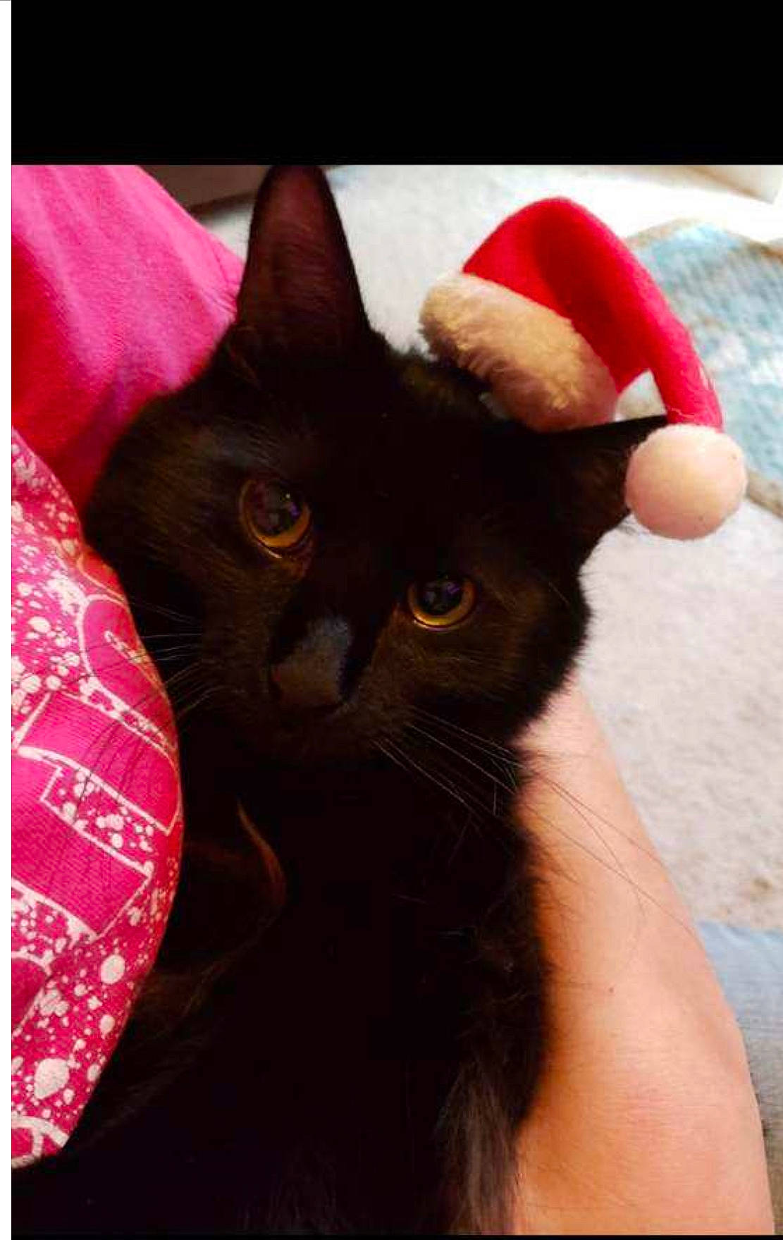 Kasper is registered to the contest to win money with this photo: black_cat, bombay, carmine, carnivore, cat, comfort, domestic_short_haired_cat, ear, fashion_accessory, felidae, fur, gesture, hat, havana_brown, small_to_medium_sized_cats, whiskers