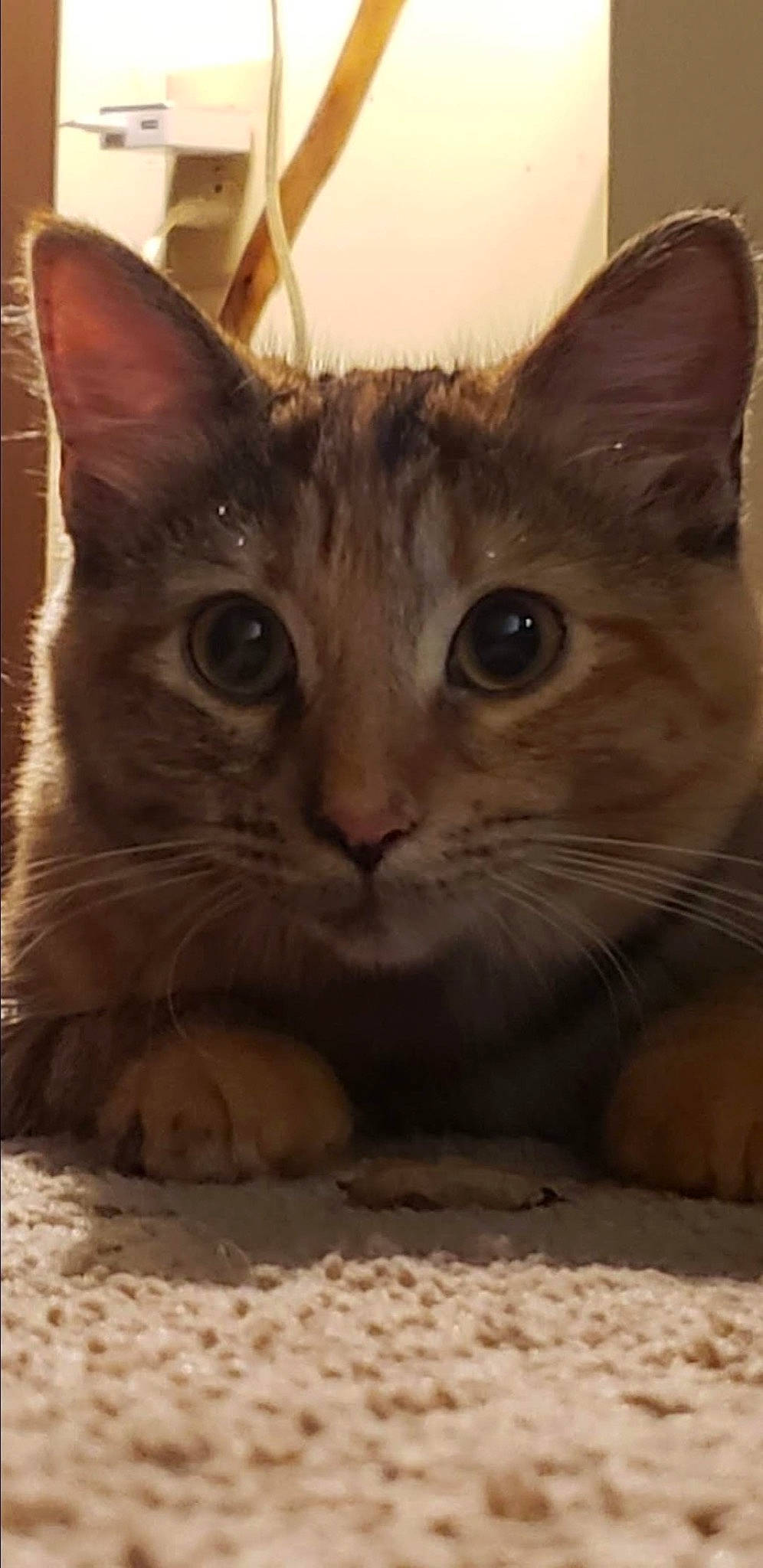 Khloe joined the competition — help win amazing prizes! carnivore, cat, curious, domestic_short_haired_cat, felidae, fur, paw, pet_supply, sitting, small_to_medium_sized_cats, snout, terrestrial_animal, whiskers, wildlife, window