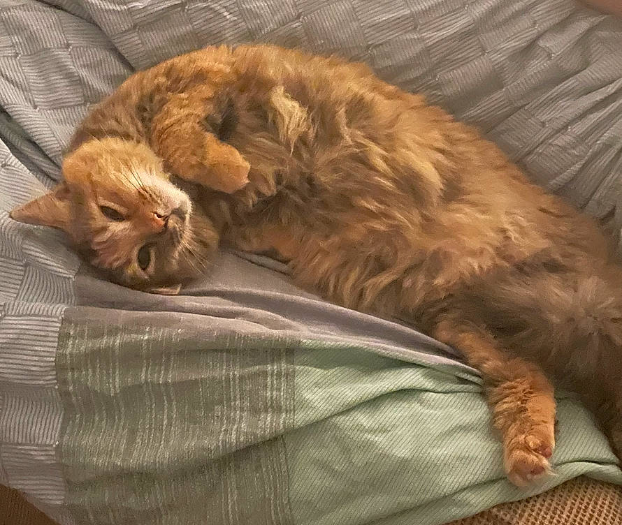 Khloe joined the competition — help win amazing prizes! brown, carnivore, cat, cat_supply, comfort, companion_dog, domestic_short_haired_cat, fawn, felidae, fur, linens, liver, nap, sleep, small_to_medium_sized_cats, snout, sporting_group, tail, whiskers, wood