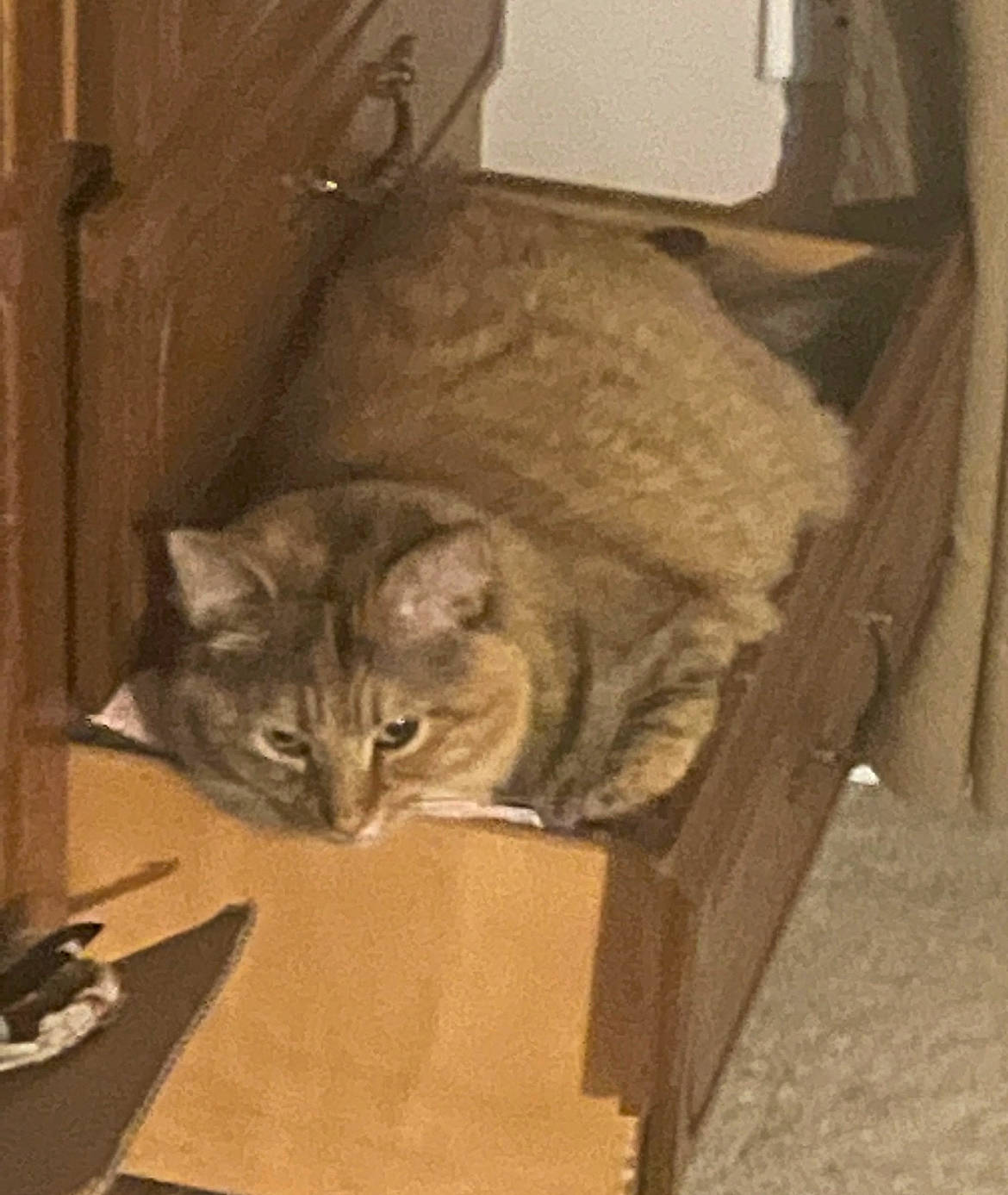 Khloe joined the competition — help win amazing prizes! box, cardboard, carnivore, cat, cat_supply, chair, comfort, domestic_short_haired_cat, fawn, felidae, fur, hardwood, room, shipping_box, small_to_medium_sized_cats, snout, tail, whiskers, window, wood