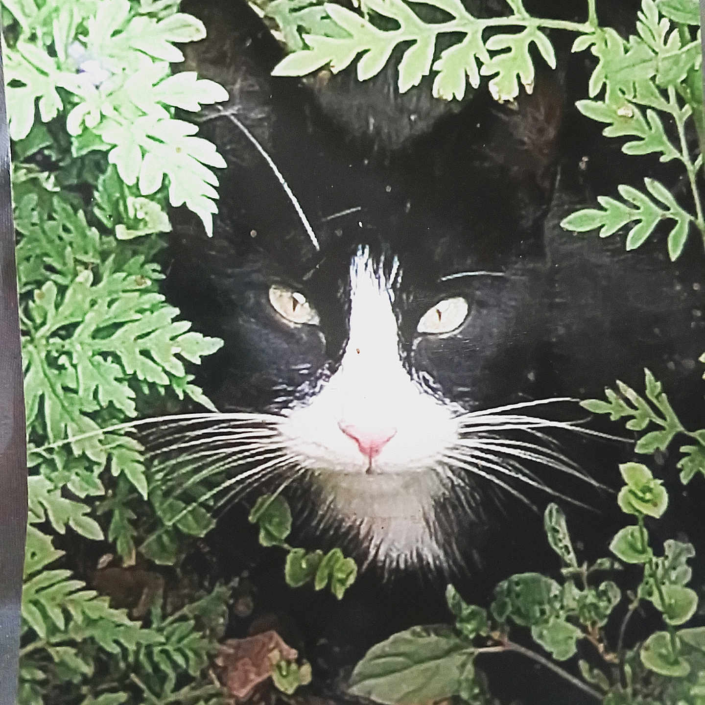 Trouble is registered to the contest to win money with this photo: cat, black_and_white, whiskers, eyes, nose, green_leaves, foliage, nature, outdoor, animal, pet, close_up, camouflage, curious, wildlife, plants, ground, face, mammal