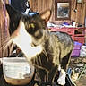 Trouble is registered to the contest to win money with this photo: cat, indoor, blur, black_and_white_cat, multiple_cats, wooden_wall, clutter, cabinet, container, pet, animal, feline, curious, close_up, household, room, mirror, furniture, domestic, tabby_cat