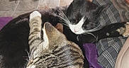 Trouble is registered to the contest to win money with this photo: cat, tabby_cat, black_and_white_cat, pet, animal, snuggling, lap, person, purple_blanket, indoor, feline, fur, resting, cozy, cluttered_background, household_items, close_up, domestic, sleeping, companionship