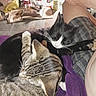 cat, tabby_cat, black_and_white_cat, pet, animal, snuggling, lap, person, purple_blanket, indoor, feline, fur, resting, cozy, cluttered_background, household_items, close_up, domestic, sleeping, companionship