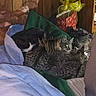 Trouble joined the competition — help win amazing prizes! cat, cats, bed, blanket, pillow, wood_paneling, gift_bag, domestic, indoor, feline, resting, group, cozy, sleeping, tabby, black_and_white_cat, furniture, animal, pet, home