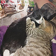 Trouble joined the competition — help win amazing prizes! cat, tabby_cat, black_and_white_cat, cuddling, pets, indoor, blanket, person_leg, plaid_shorts, floor, household_items, clutter, container, bottle, ashtray, cigarettes, food_packaging, purple_blanket, fur, whiskers