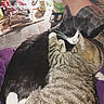 cat, tabby_cat, black_and_white_cat, cuddling, pets, indoor, blanket, person_leg, plaid_shorts, floor, household_items, clutter, container, bottle, ashtray, cigarettes, food_packaging, purple_blanket, fur, whiskers