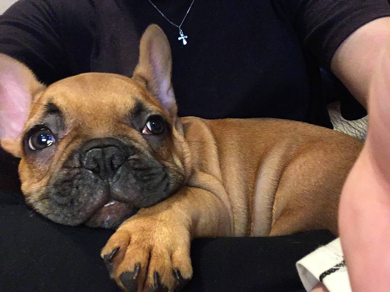 Louis is registered to the contest to win money with this photo: bulldog, canidae, carnivore, companion_dog, dog, dog_breed, fawn, french_bulldog, mammal, molosser, non_sporting_group, nose, old_english_bulldog, olde_english_bulldogge, puppy_love, skin, snout, toy_bulldog, vertebrate, wrinkle