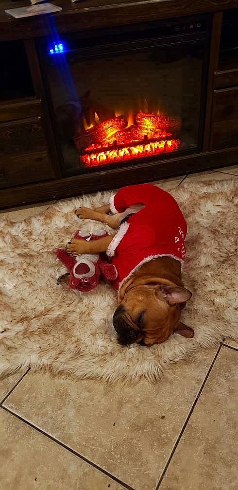 Louis joined the competition — help win amazing prizes! american_pit_bull_terrier, canidae, carnivore, companion_dog, dog, dog_breed, fawn, floor, flooring, heat, non_sporting_group, old_english_bulldog, pit_bull, puppy, sporting_group