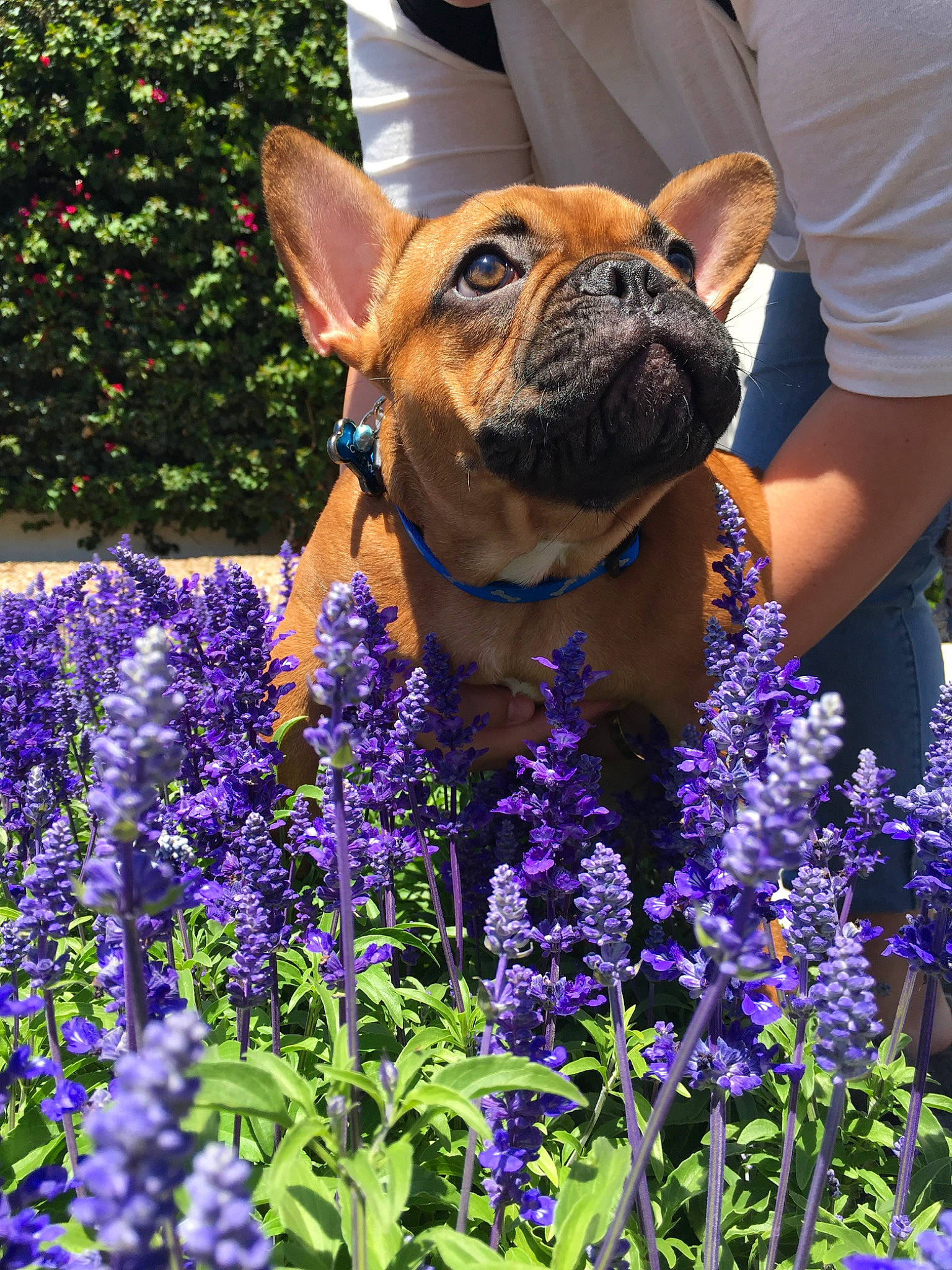 Louis joined the competition — help win amazing prizes! bluebonnet, canidae, carnivore, delphinium, dog, dog_breed, english_lavender, fawn, flower, flowering_plant, lavender, lupin, mammal, non_sporting_group, plant, snout, wildflower