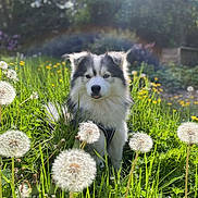 Ulann a rejoint le concours — aidez-le/la à gagner de superbes lots ! dog, husky, outdoor, grass, dandelion, flower, sunlight, nature, greenery, pet, cute, animal, portrait, field, spring, fluffy, canine, playful, sunny, garden