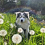 dog, husky, outdoor, grass, dandelion, flower, sunlight, nature, greenery, pet, cute, animal, portrait, field, spring, fluffy, canine, playful, sunny, garden