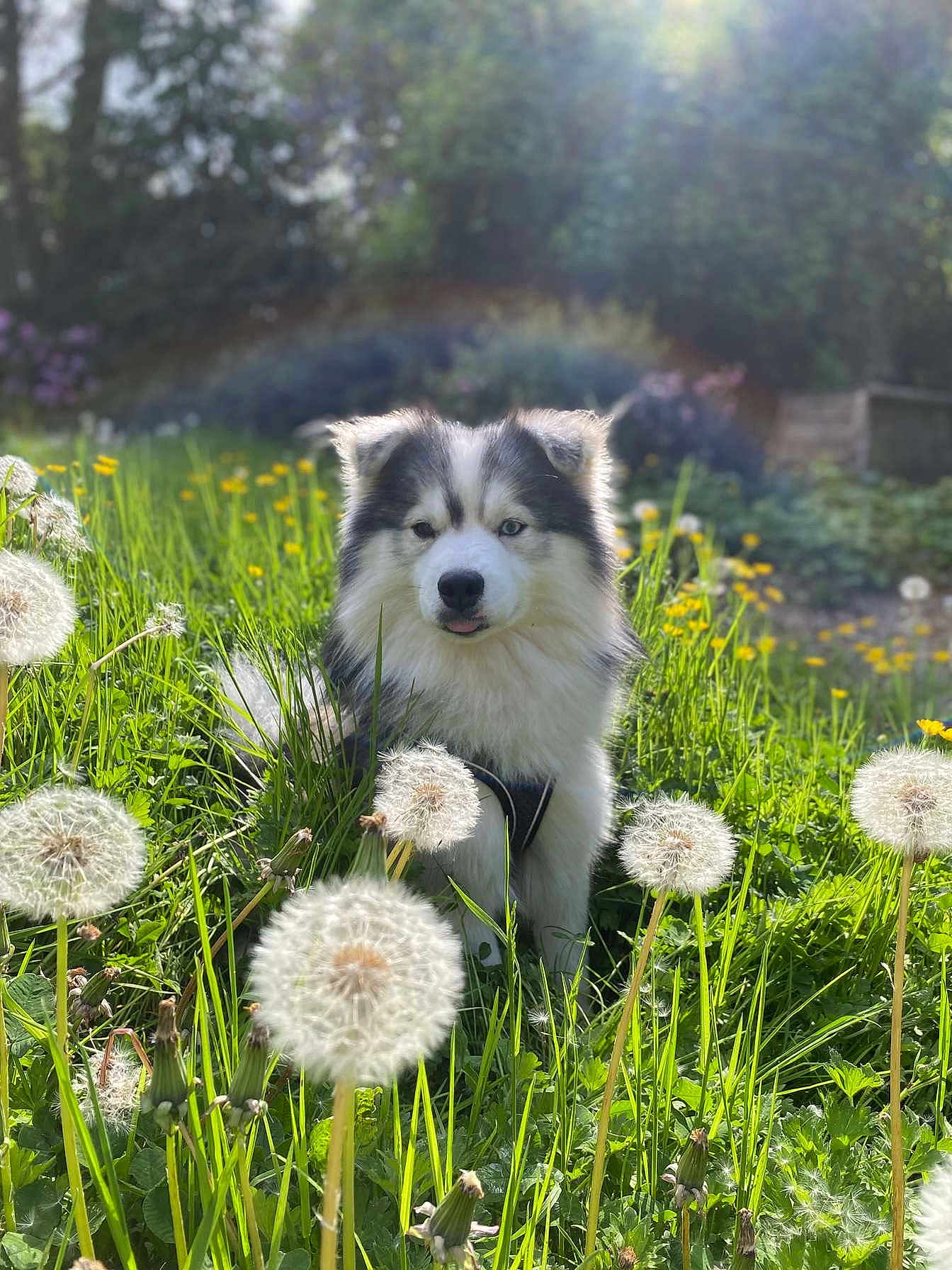 Ulann a rejoint le concours — aidez-le/la à gagner de superbes lots ! dog, husky, outdoor, grass, dandelion, flower, sunlight, nature, greenery, pet, cute, animal, portrait, field, spring, fluffy, canine, playful, sunny, garden