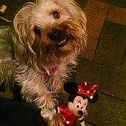 Octave participe au concours pour gagner de l'argent avec cette photo : dog, toy, minnie_mouse, floor, pet, cute, playful, indoor, brown, fur, small_dog, animal, looking_up, holding, paws, stuffed_toy, character, red, white, polka_dots