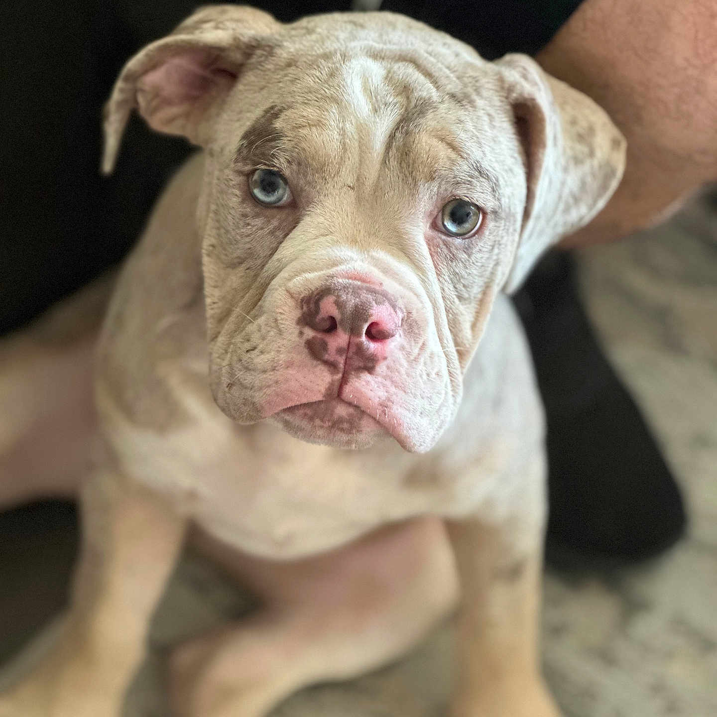 Fergie is registered to the contest to win money with this photo: animal, boxer, bulldog, canine, dog, frenchbulldog, pet, pitbull, puppy, snout, whitedog