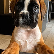 Aqua participe au concours pour gagner de l'argent avec cette photo : puppy, dog, boxer, close_up, indoor, pet, brown_fur, white_fur, paws, table, floor, tile_floor, cute, animal, young_dog, ears, snout, whiskers, looking_up, domestic_animal