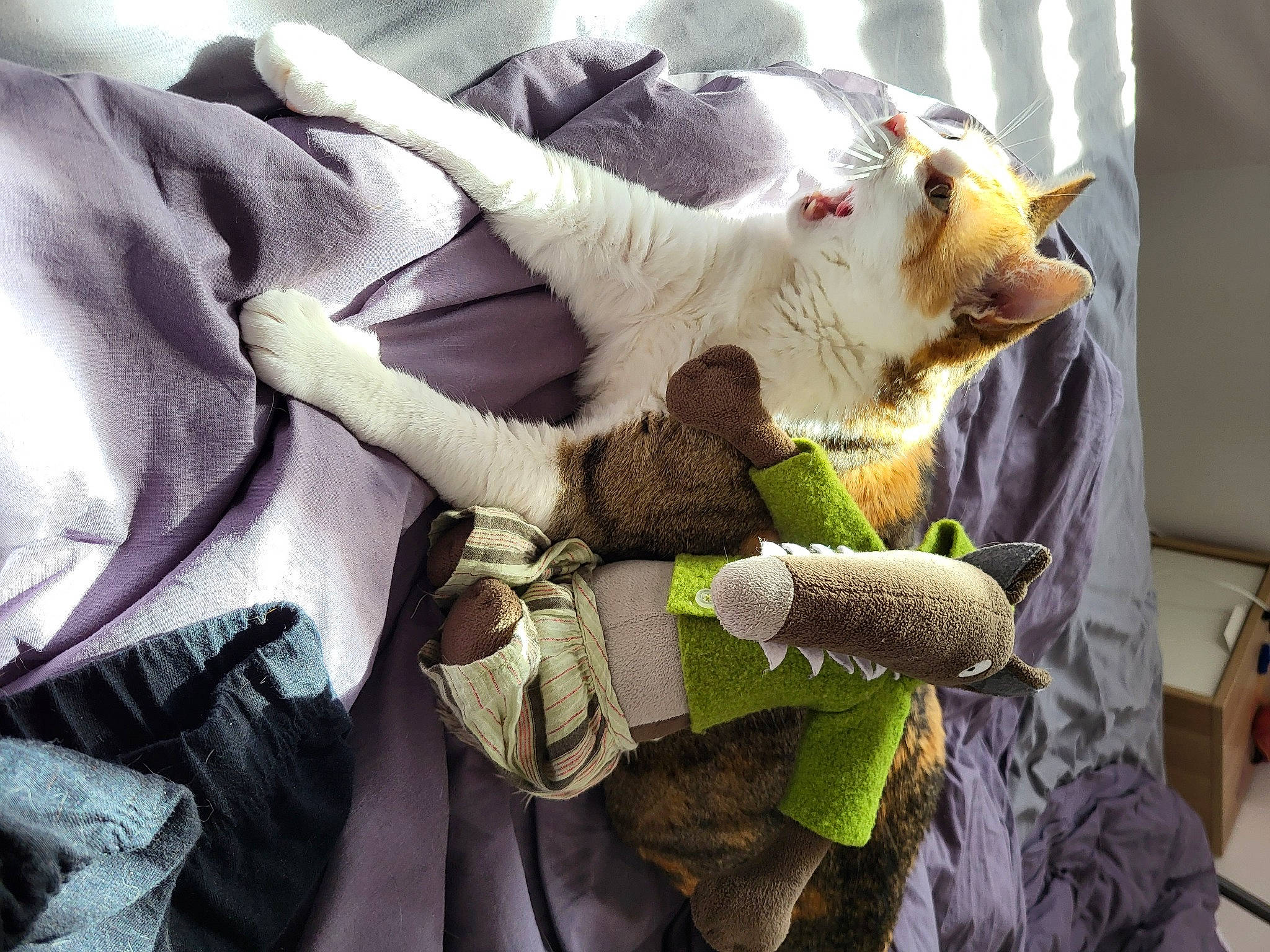 Gaufrette a rejoint le concours — aidez-le/la à gagner de superbes lots ! canidae, carnivore, claw, companion_dog, dog_breed, fawn, felidae, fur, gesture, paw, small_to_medium_sized_cats, snout, sporting_group, stuffed_toy, sunglasses, tail, toy, whiskers