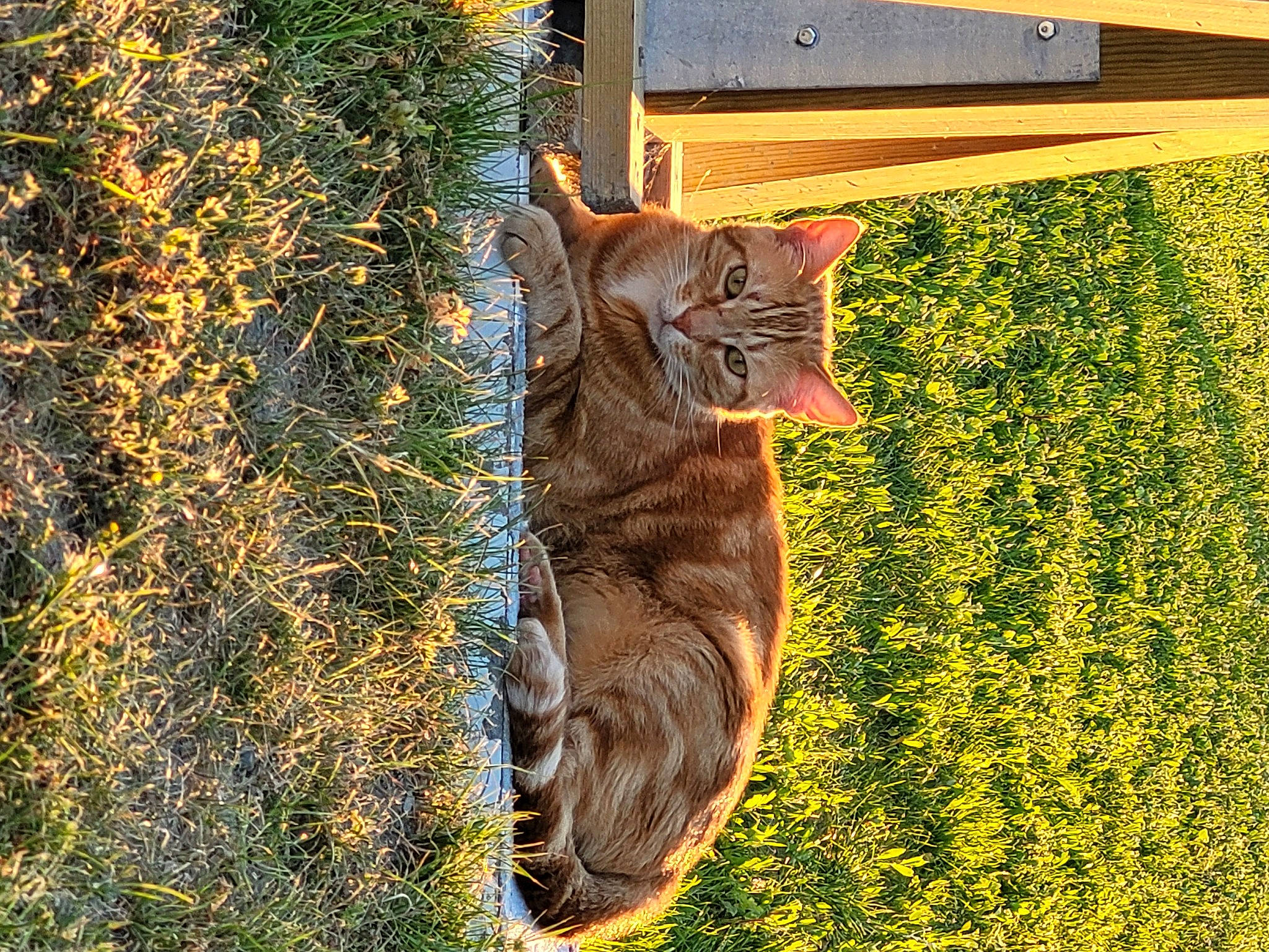 Lucky participe au concours pour gagner de l'argent avec cette photo : carnivore, cat, domestic_short_haired_cat, fawn, felidae, fur, grass, grass_family, groundcover, plant, small_to_medium_sized_cats, soil, tail, terrestrial_animal, tree, trunk, twig, whiskers, wildlife, wood