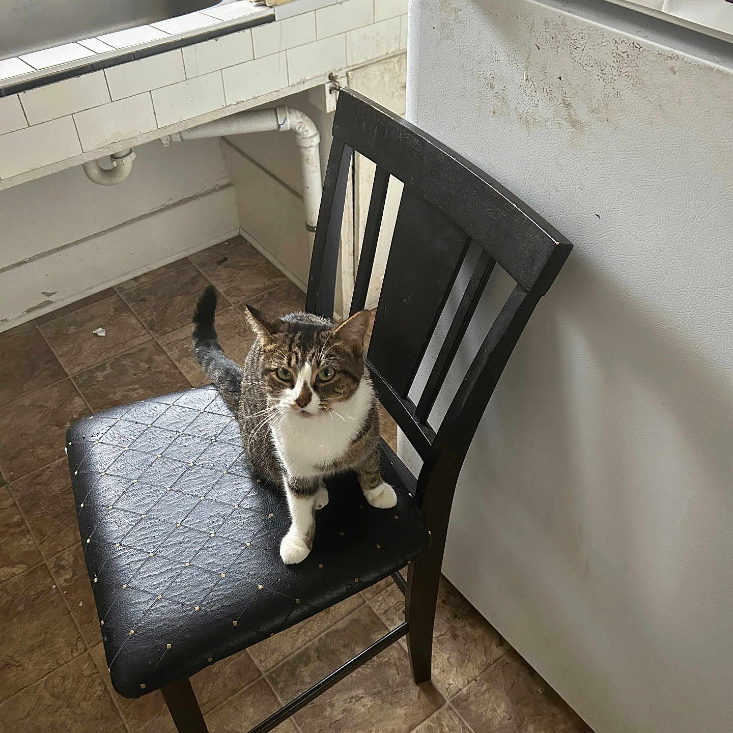 Luna Renee Boyce joined the competition — help win amazing prizes! cat, chair, kitchen, floor, sink, refrigerator, tile, black_chair, tabby_cat, white_paws, curious, indoor, pet, furniture, appliance, household, seat, domestic, looking, animal