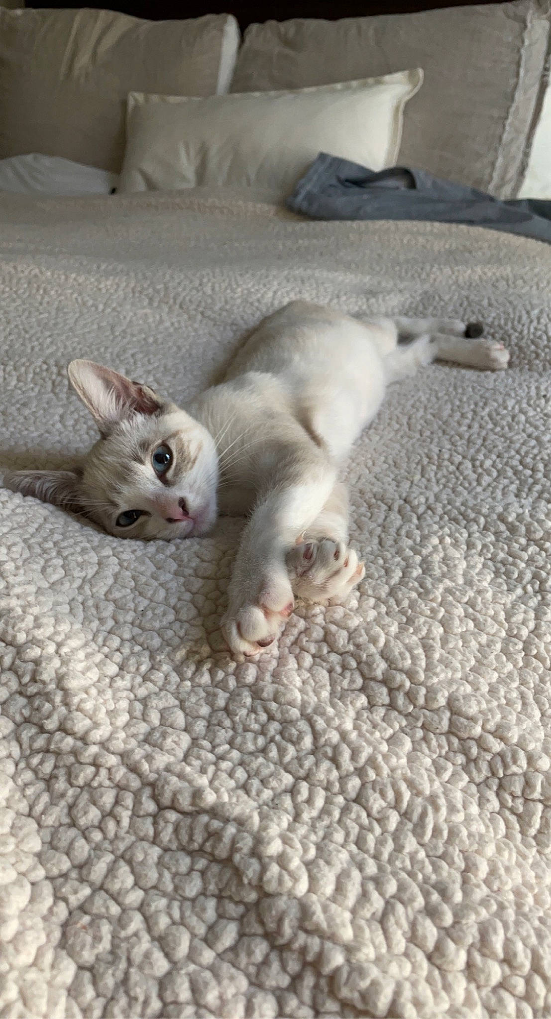 Topo joined the competition — help win amazing prizes! carnivore, cat, claw, comfort, couch, domestic_short_haired_cat, fawn, felidae, flooring, fur, grey, hardwood, linens, nap, paw, small_to_medium_sized_cats, tail, whiskers