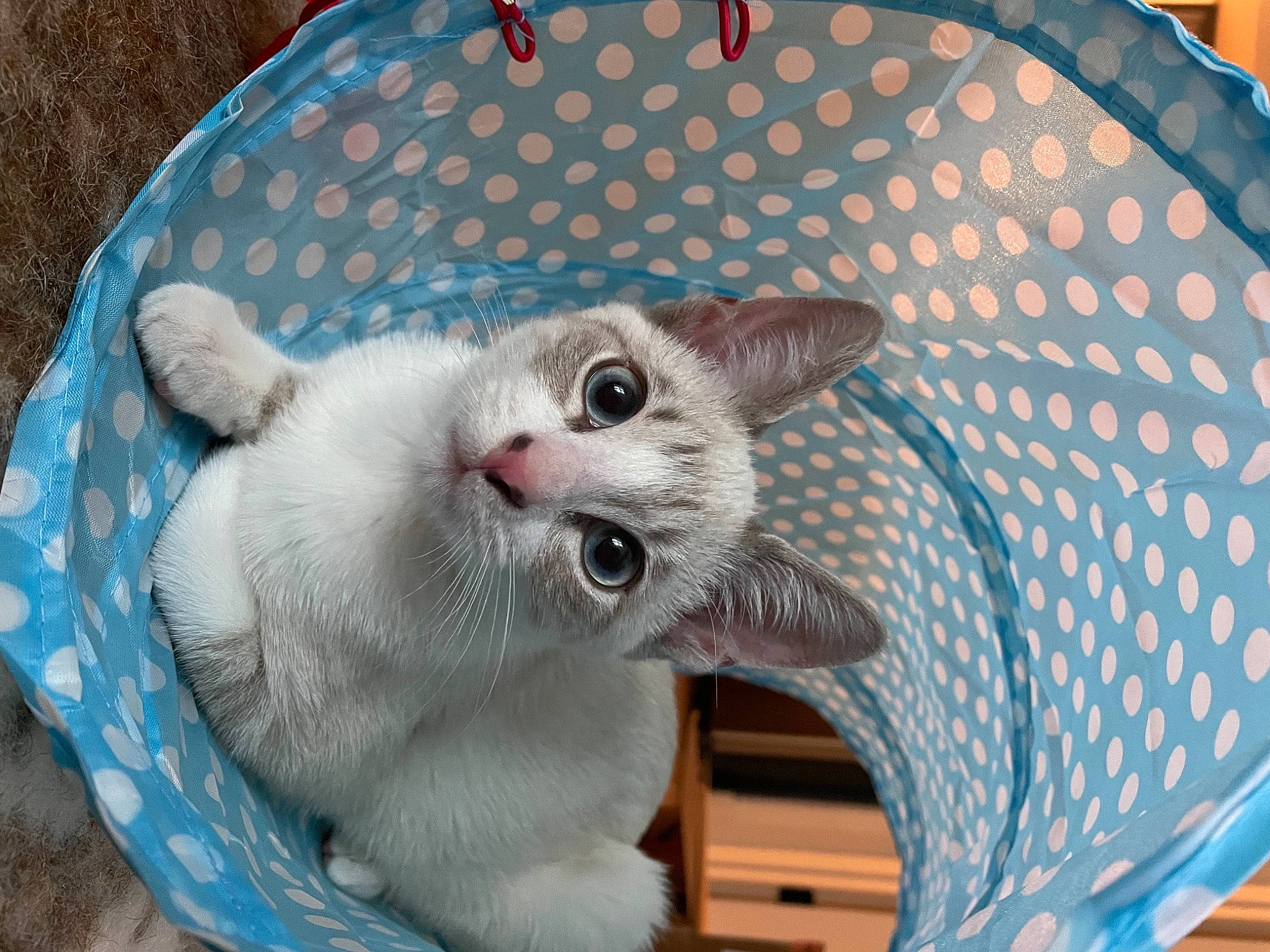 Topo joined the competition — help win amazing prizes! bag, carnivore, cat, cat_supply, chair, collar, comfort, domestic_short_haired_cat, fang, fashion_accessory, fawn, felidae, fur, luggage_and_bags, paw, pet_supply, plant, small_to_medium_sized_cats, tail, whiskers