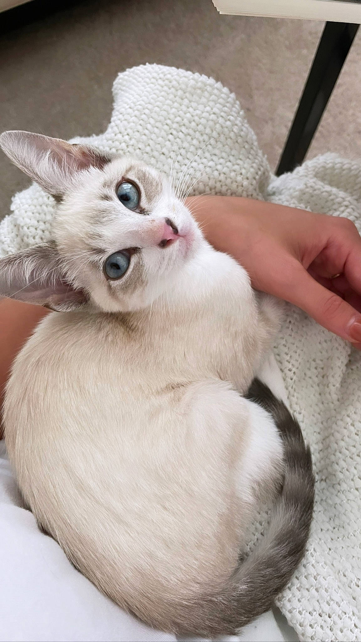 Topo is registered to the contest to win money with this photo: canidae, carnivore, cat, cat_bed, cat_supply, comfort, companion_dog, eye, eyelash, fang, fawn, felidae, fur, head, paw, small_to_medium_sized_cats, snout, tail, terrestrial_animal, whiskers