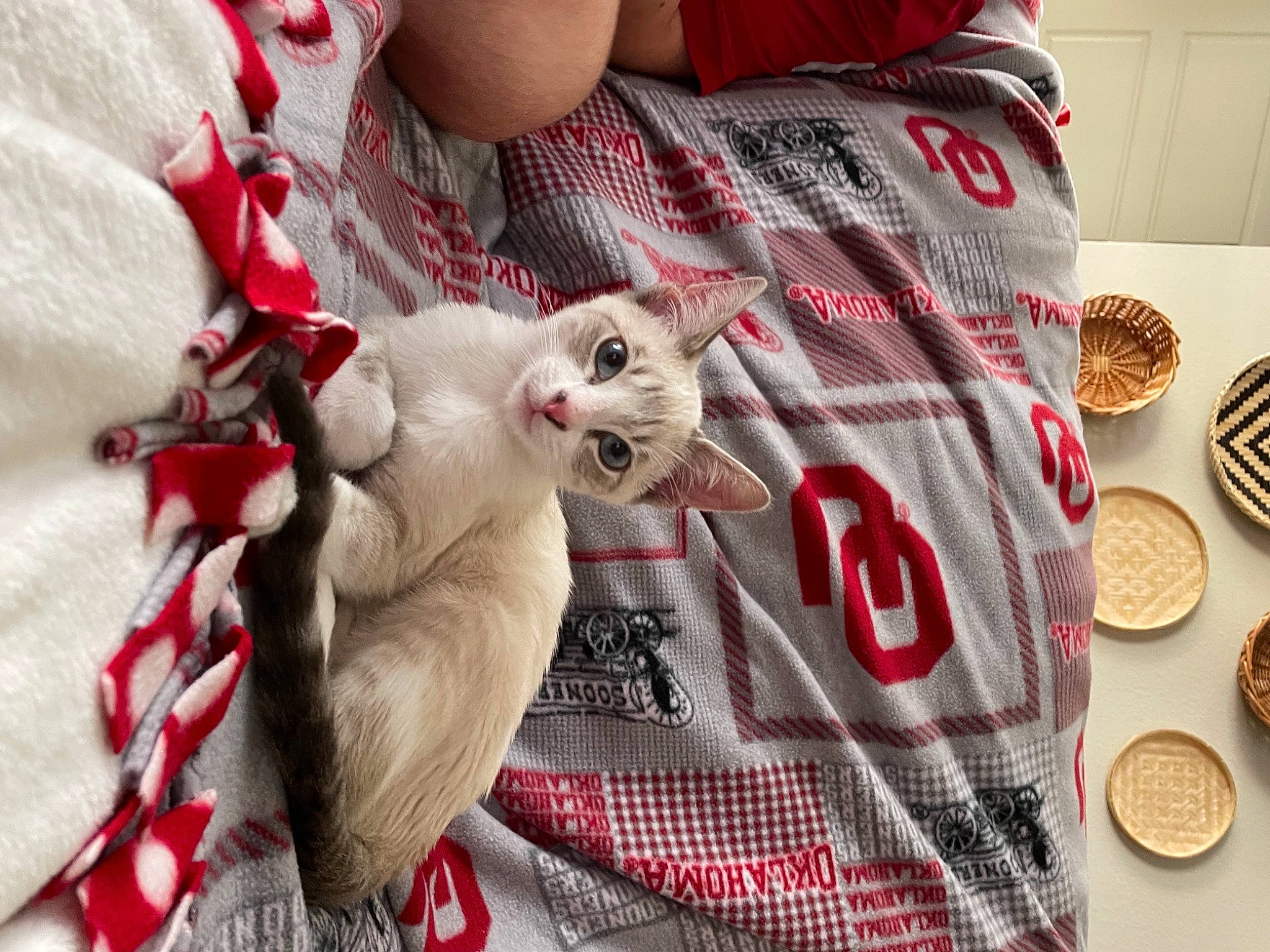 Topo joined the competition — help win amazing prizes! carnivore, cat, coin, comfort, domestic_short_haired_cat, fawn, felidae, fur, lap, linens, mammal, money, money_handling, pattern, paw, plant, small_to_medium_sized_cats, tail, textile, whiskers