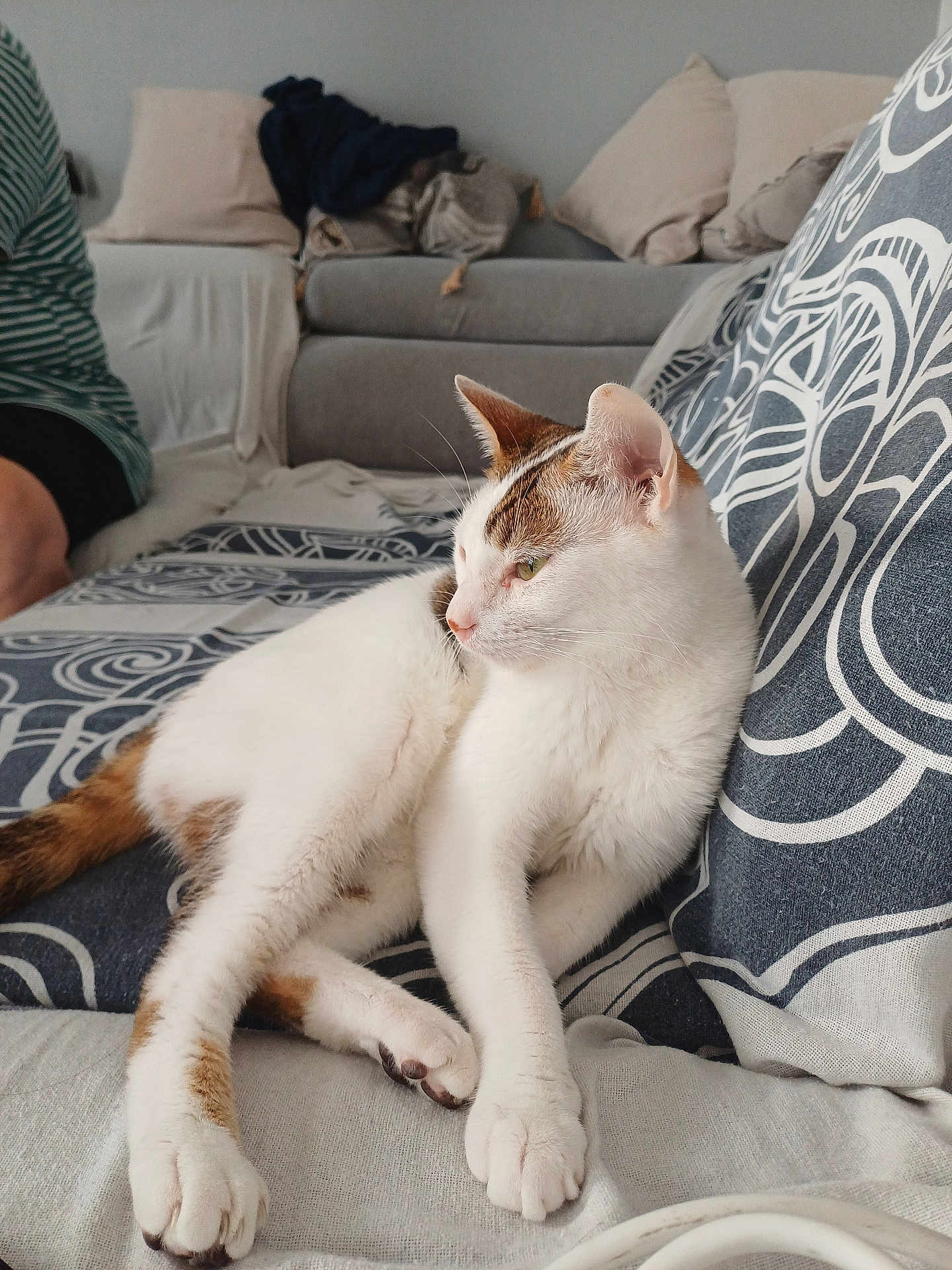 Rio participe au concours pour gagner de l'argent avec cette photo : cat, sofa, cushion, living_room, white_cat, brown_spots, feline, relaxed, pet, indoor, striped_clothing, person_partial, patterned_fabric, home, cozy, resting, animal, domestic, fur, paw