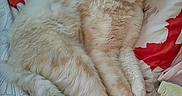 Yushi participe au concours pour gagner de l'argent avec cette photo : cat, fluffy, cream_colored, sleeping, bed, pillow, patterned_sheets, cozy, indoor, pet, relaxed, feline, whiskers, tail, soft_lighting, resting, cute, domestic, animal, fur
