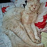 cat, fluffy, cream_colored, sleeping, bed, pillow, patterned_sheets, cozy, indoor, pet, relaxed, feline, whiskers, tail, soft_lighting, resting, cute, domestic, animal, fur