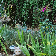 Yushi participe au concours pour gagner de l'argent avec cette photo : cat, white_cat, garden, plants, greenery, flowers, rock, nature, outdoor, curious, pet, animal, foliage, sunlight, shrub, leaf, small_animal, peaceful, wildlife, bush