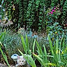 cat, white_cat, garden, plants, greenery, flowers, rock, nature, outdoor, curious, pet, animal, foliage, sunlight, shrub, leaf, small_animal, peaceful, wildlife, bush
