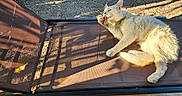 Yushi a rejoint le concours — aidez-le/la à gagner de superbes lots ! animal, beige, brown, cat, chair, comfort, daytime, fur, garden, licking, mesh, nature, outdoor, paw, pet, relaxing, resting, shadow, sunlight, texture