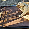 cat, outdoor, chair, sunlight, shadow, relaxing, pet, animal, paw, licking, fur, brown, beige, daytime, resting, garden, texture, mesh, comfort, nature