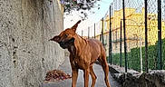 Rara a rejoint le concours — aidez-le/la à gagner de superbes lots ! alert, animal, brown_dog, chain_link_fence, concrete, curious, daylight, dog, fence, flowers, greenery, nature, outdoor, pet, purple_flowers, sidewalk, stairs, sunlight, urban, wall