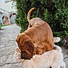 Rara a rejoint le concours — aidez-le/la à gagner de superbes lots ! affection, animal, brown_dog, cat, companionship, cute, dog, friendly, fur, greenery, mammal, nature, outdoor, pathway, pet, side_view, snout, tail, walking, white_cat