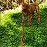 Rara a rejoint le concours — aidez-le/la à gagner de superbes lots ! adventure, animal, brown_dog, canine, cute, dog, garden, grass, greenery, leash, nature, one_ear_up, outdoor, pet, plants, playful, puppy, summer, sunlight, young_dog