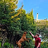 dog, person, outdoor, tree, grass, playing, jumping, stick, flower, greenery, garden, daylight, casual_clothing, happy, pet, summer, nature, leisure, fun, blue_sky