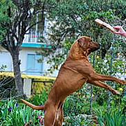 Rara a rejoint le concours — aidez-le/la à gagner de superbes lots ! dog, jumping, garden, stick, greenery, flowers, outdoor, pet, brown_dog, active, nature, pathway, plant, tree, human_hand, playful, summer, daylight, yard, canine