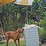 Rara participe au concours pour gagner de l'argent avec cette photo : dog, cat, outdoor, garden, greenery, flowers, umbrella, storage_box, animal_interaction, pet, grass, tree, nature, relaxing, curious, brown_dog, white_cat, screenshot, phone_ui, casual