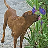 dog, brown_dog, flower, purple_flower, greenery, garden, curious, sniffing, outdoor, path, stone_path, plant, pet, animal, nature, daylight, leaf, canine, flora, summer