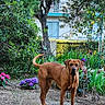 dog, brown_dog, garden, flowers, greenery, tree, plants, outdoor, pet, animal, nature, yard, canine, standing, alert, summer, leaves, shrub, bark, soil