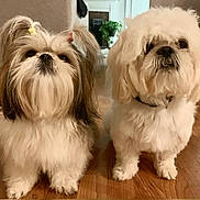 Luna And Toby is registered to the contest to win money with this photo: dog, pets, fluffy, indoor, wooden_floor, cute, small_dog, pigtails, white_dog, brown_and_white_dog, fur, animal, companion, curious, domestic, two_dogs, home, floor, portrait, mammal