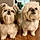 Luna And Toby