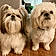 Luna And Toby