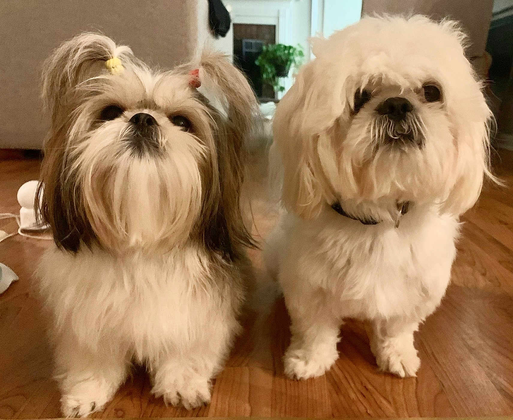 Luna And Toby